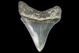 Sharply, Serrated, Fossil Megalodon Tooth - Georgia #104971-2